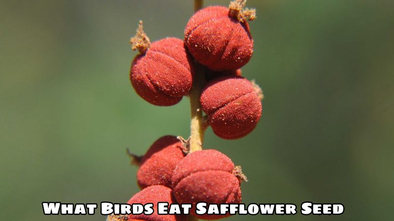 What Birds Eat Safflower Seed