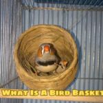 What Is A Bird Basket