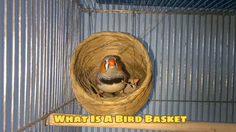 What Is A Bird Basket: Classic And Modern Bird Baskets