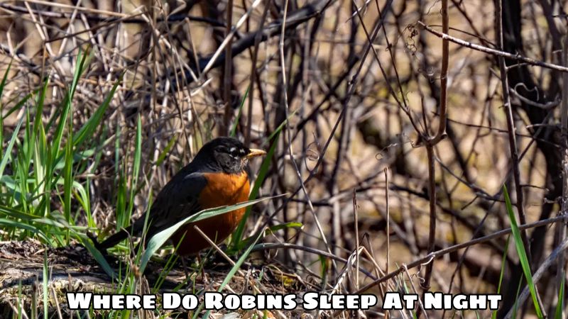 Where Do Robins Sleep At Night?