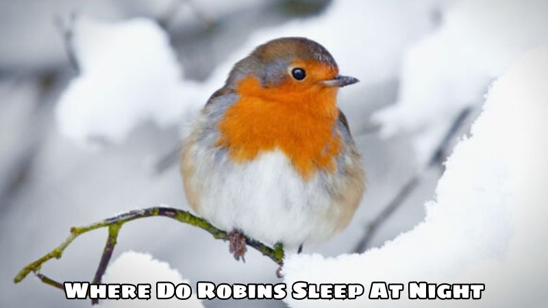 Where Do Robins Sleep At Night