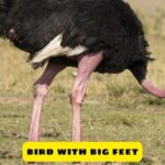 bird with big feet