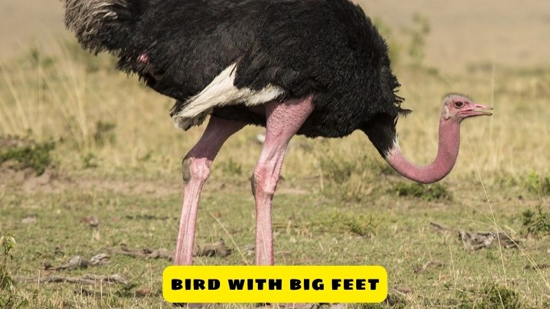 What Are The Adaptations Of Bird With Big Feet?