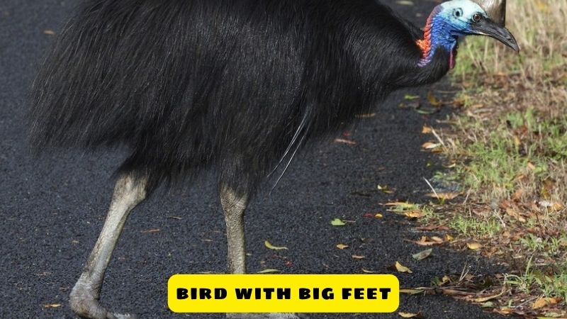 bird with big feet