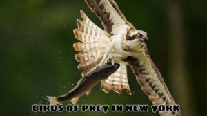 The Secret Life of Birds of Prey in New York: Challenges and Opportunities