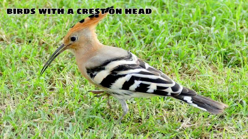 Learn About: Birds With A Crest On Head