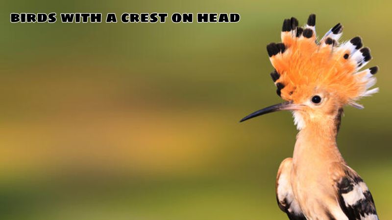 birds with a crest on head