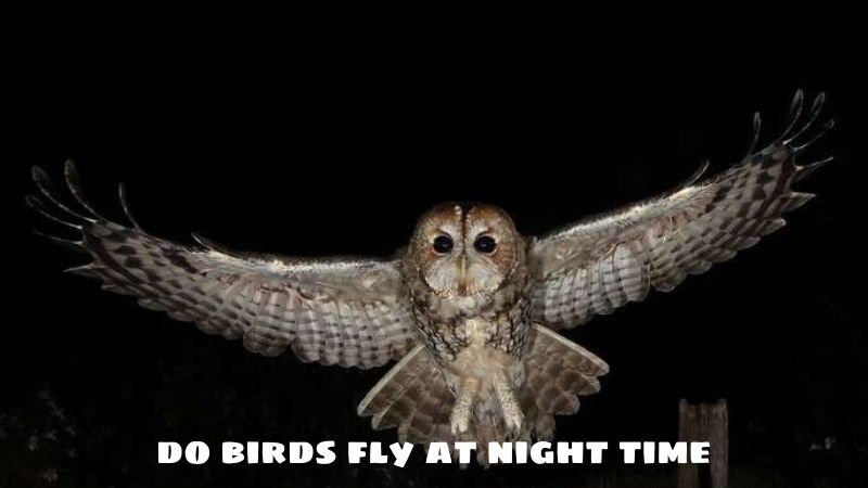 do birds fly at night time