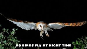 Do Birds Fly At Night Time?