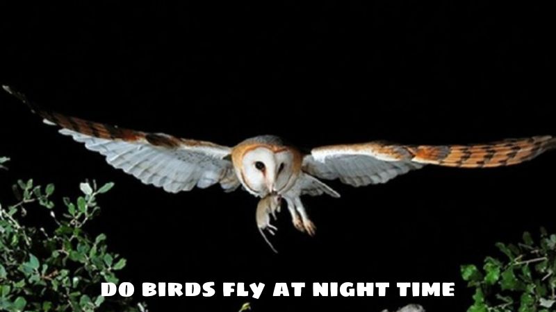 Do Birds Fly At Night Time?