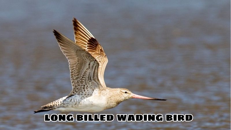 List Of Common Long Billed Wading Bird