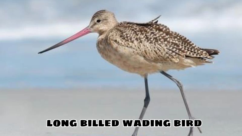 long billed wading bird