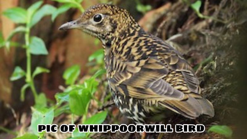 pic of whippoorwill bird