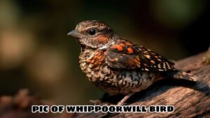 Learn The Mystery: Pic Of Whippoorwill Bird