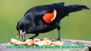 The Mysterious Beauty Of Picture Of A Red Winged Blackbird