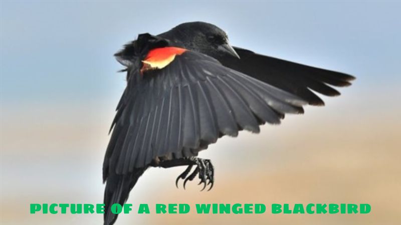 picture of a red winged blackbird