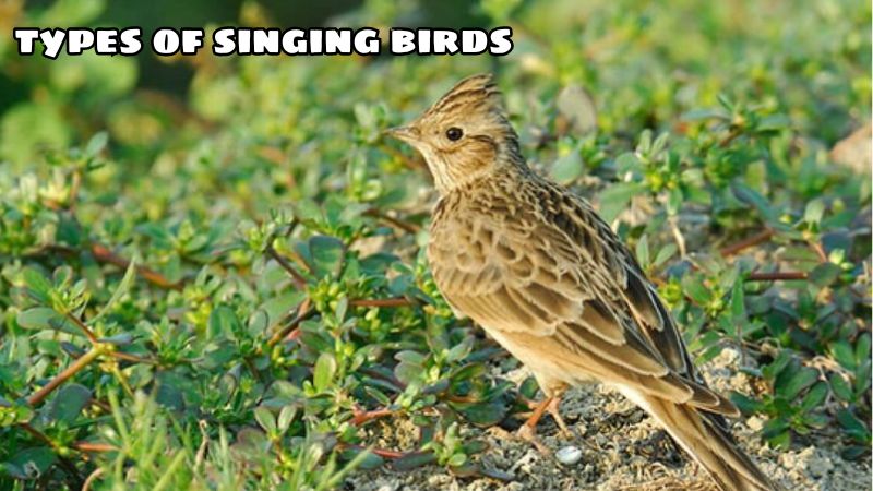 types of singing birds