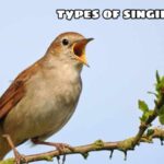 types of singing birds