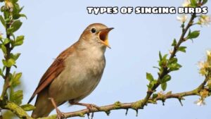 The Sweet Melodies Of Types Of Singing Birds