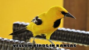 Yellow Birds In Kansas: Characteristics, Habitat and Ecological Role