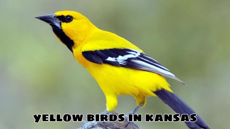 yellow birds in kansas