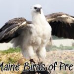 Maine Birds of Prey