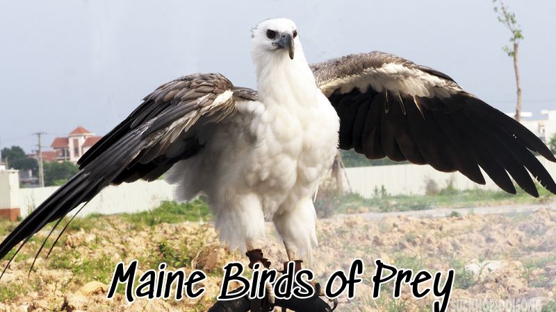 Maine Birds of Prey: Their Role and Significance in the Ecosystem