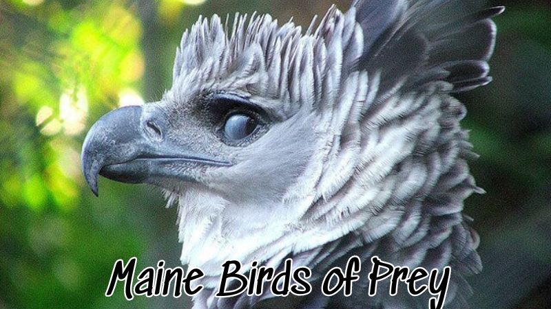 Maine Birds of Prey